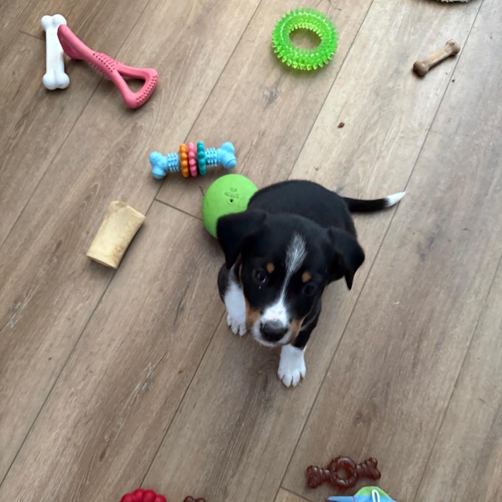 Enlarge Poppy (Popeyes), a Adoptable mixed breed in St. Charles, MO image 3/6