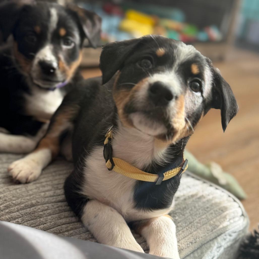 Enlarge Poppy (Popeyes), a Adoptable mixed breed in St. Charles, MO image 4/6