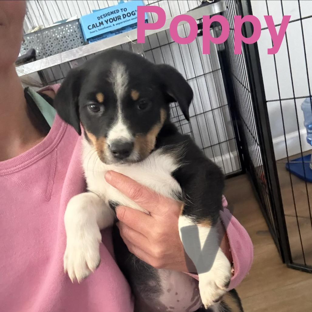 Enlarge Poppy (Popeyes), a Adoptable mixed breed in St. Charles, MO image 5/6