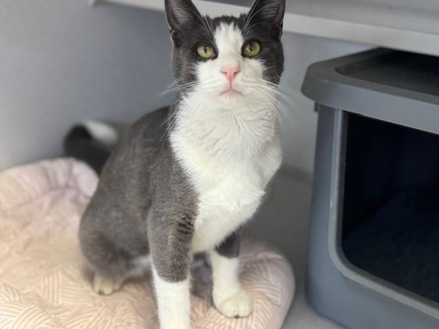 SPIKE, Adoptable, Young Male Domestic Short Hair.