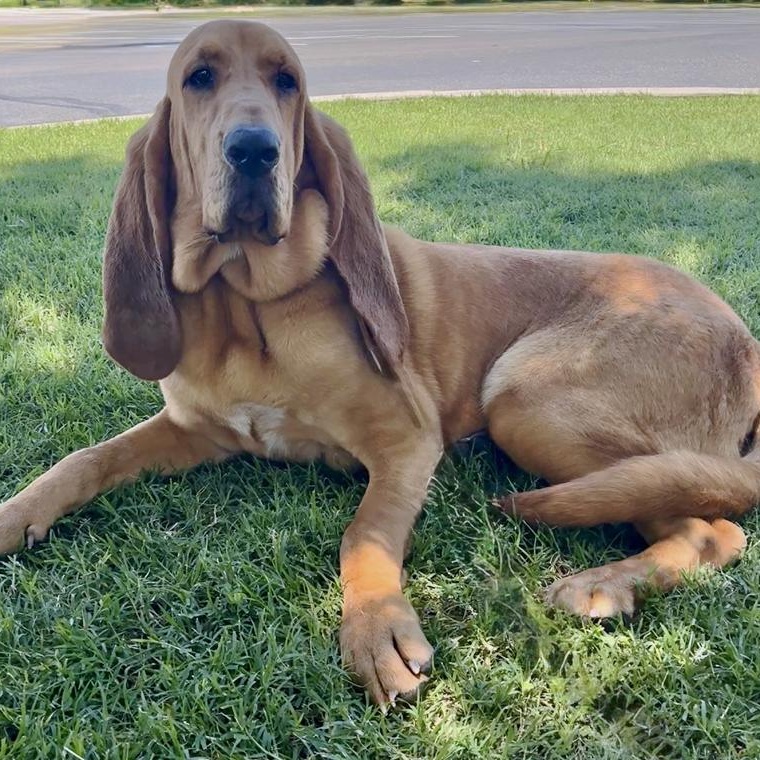 Rosco, an adoptable Bloodhound in Oklahoma City, OK, 73189 | Photo Image 2
