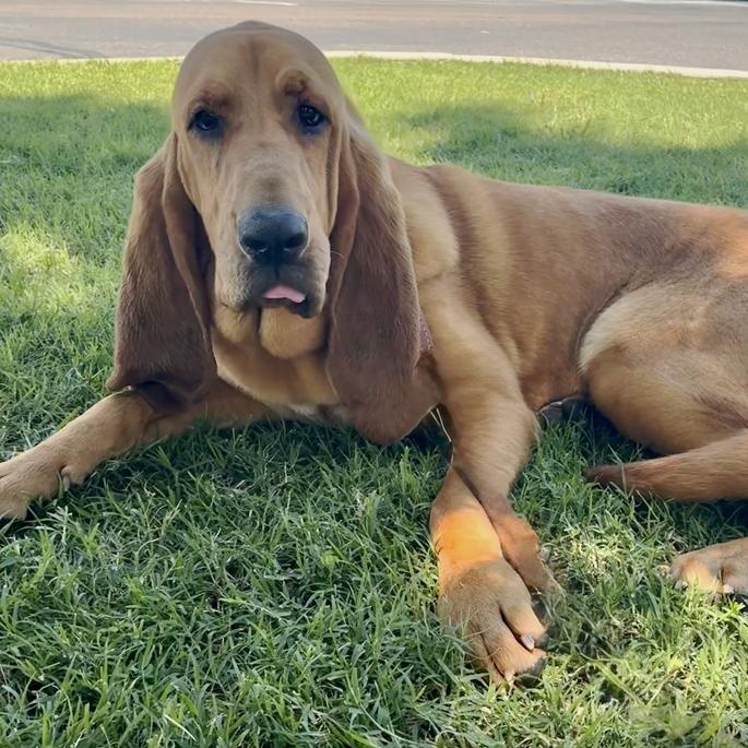 Rosco, an adoptable Bloodhound in Oklahoma City, OK, 73189 | Photo Image 6