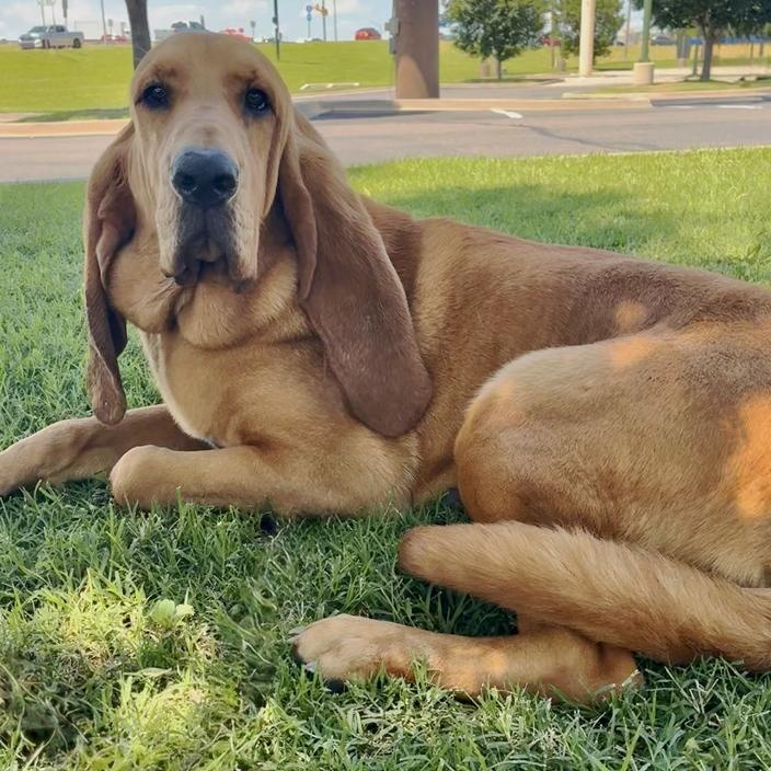 Rosco, an adoptable Bloodhound in Oklahoma City, OK, 73189 | Photo Image 3