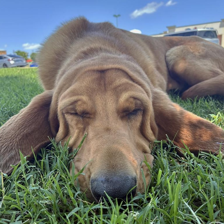 Rosco, an adoptable Bloodhound in Oklahoma City, OK, 73189 | Photo Image 4