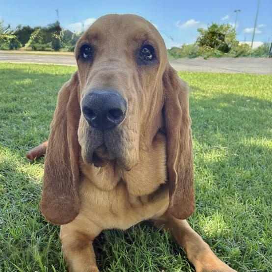 Rosco, an adoptable Bloodhound in Oklahoma City, OK, 73189 | Photo Image 5