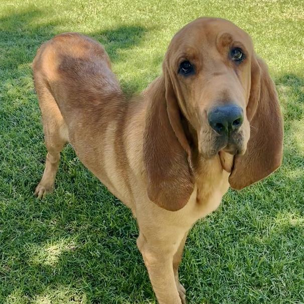 Rosco, an adoptable Bloodhound in Oklahoma City, OK, 73189 | Photo Image 1