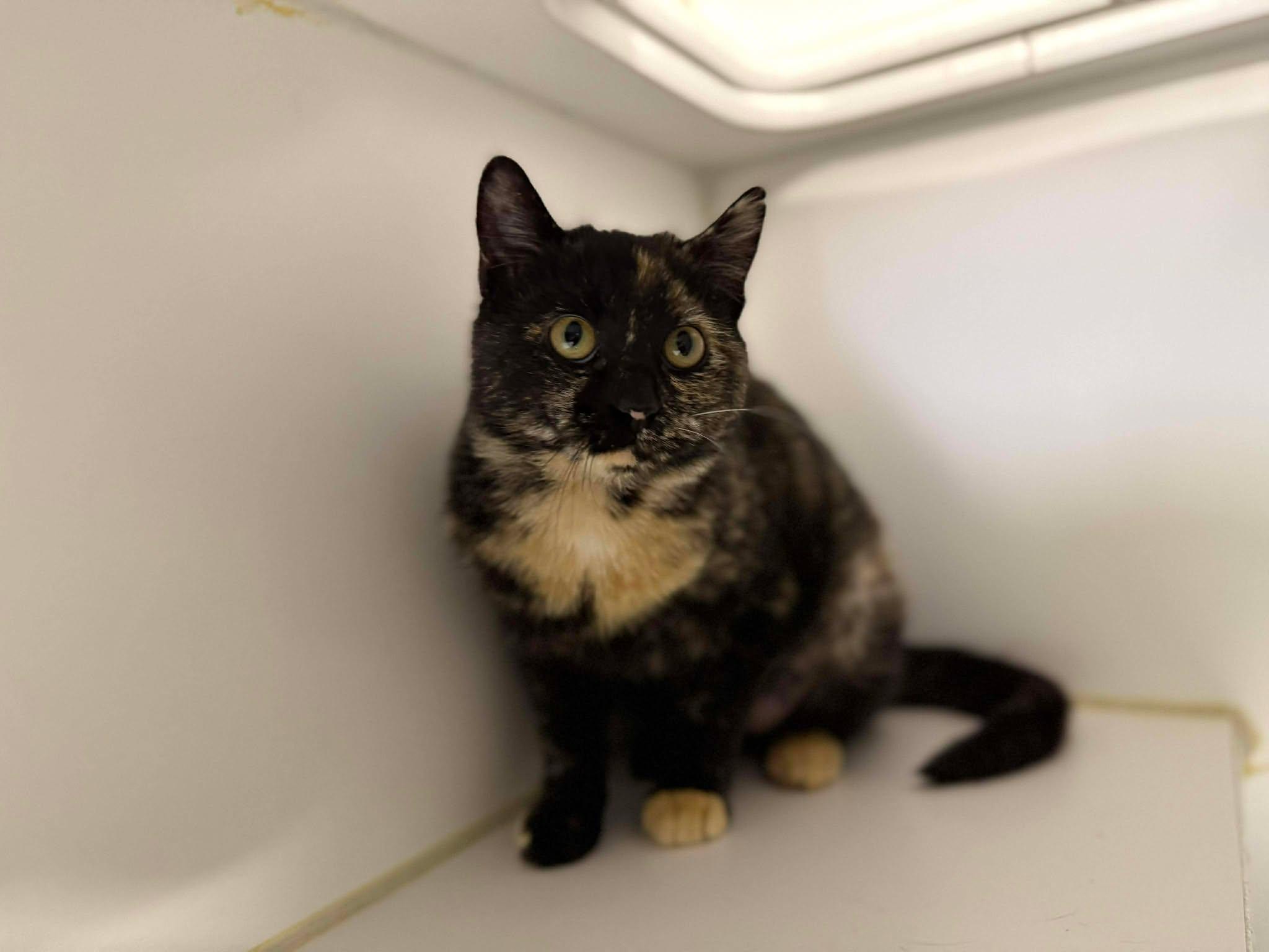 Enlarge Villa, a ADOPTABLE Domestic Short Hair in Leitchfield, KY image 1/2