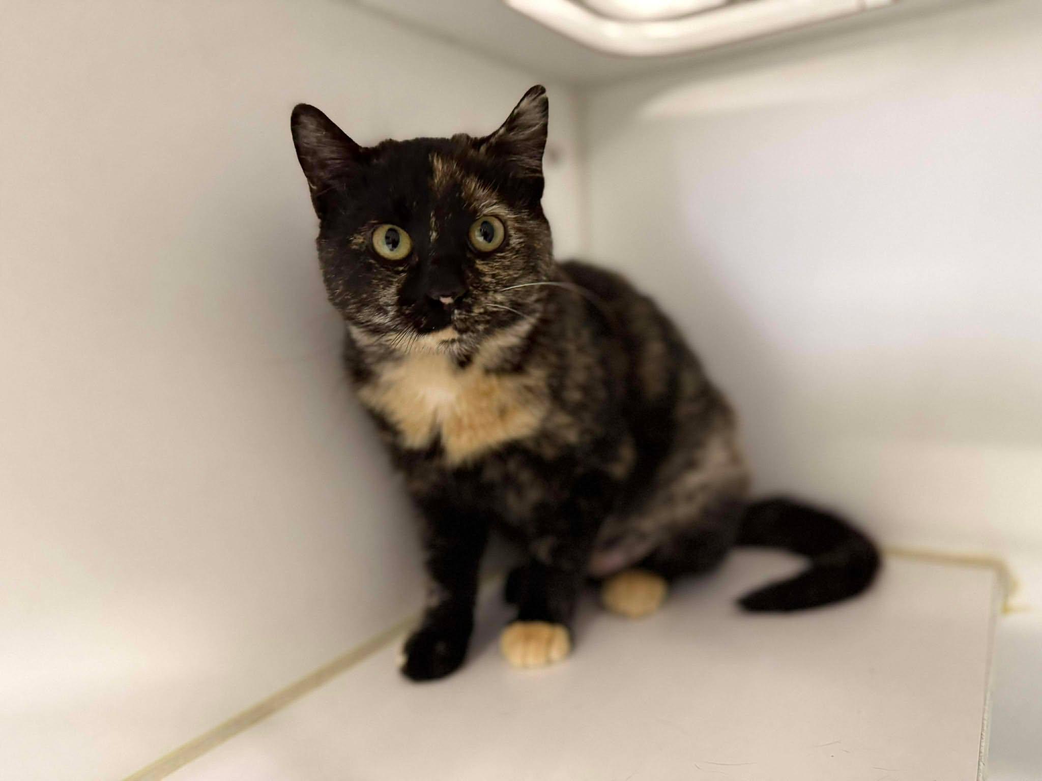 Villa, ADOPTABLE, Young Female Domestic Short Hair.