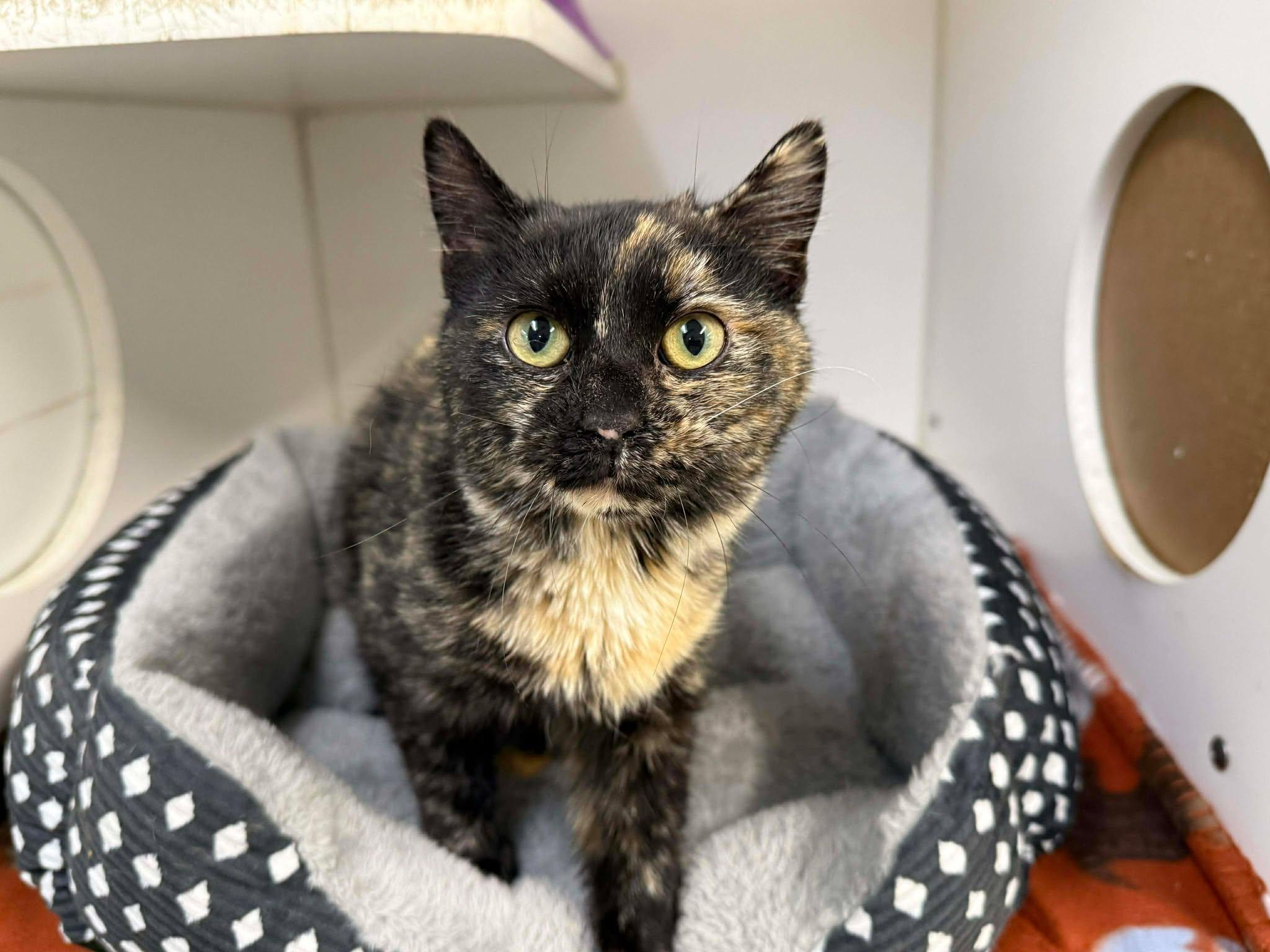 Villa, ADOPTABLE, Young Female Domestic Short Hair.