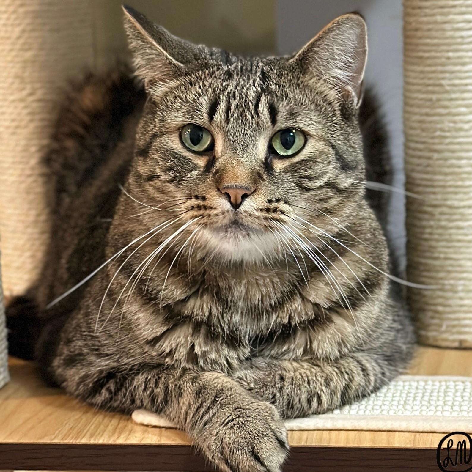Enlarge Comet, a ADOPTABLE Domestic Short Hair in Victor, NY image 1/6