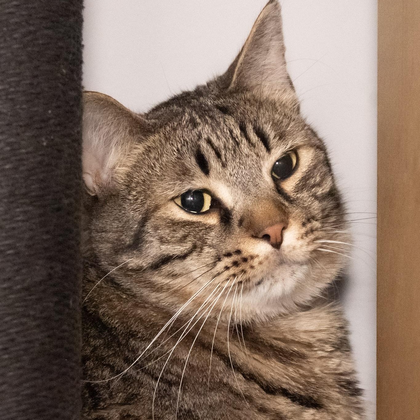 Enlarge Comet, a ADOPTABLE Domestic Short Hair in Victor, NY image 4/6