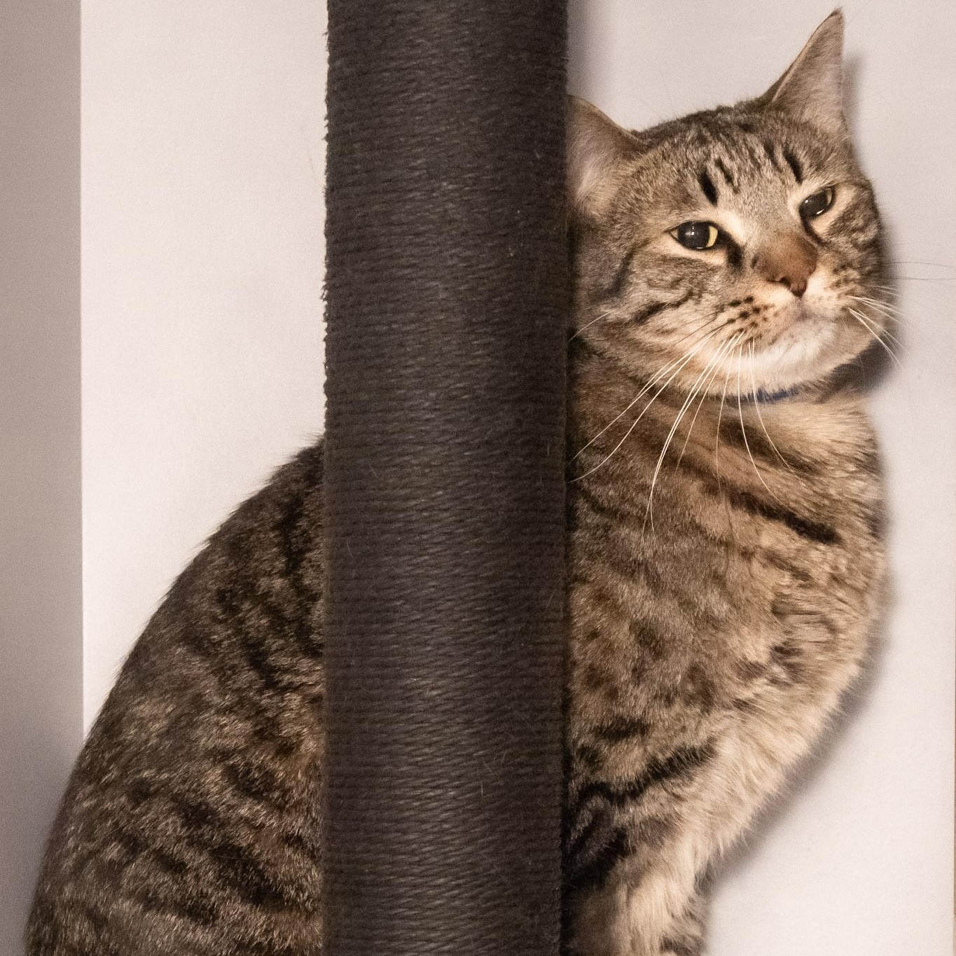 Enlarge Comet, a ADOPTABLE Domestic Short Hair in Victor, NY image 6/6