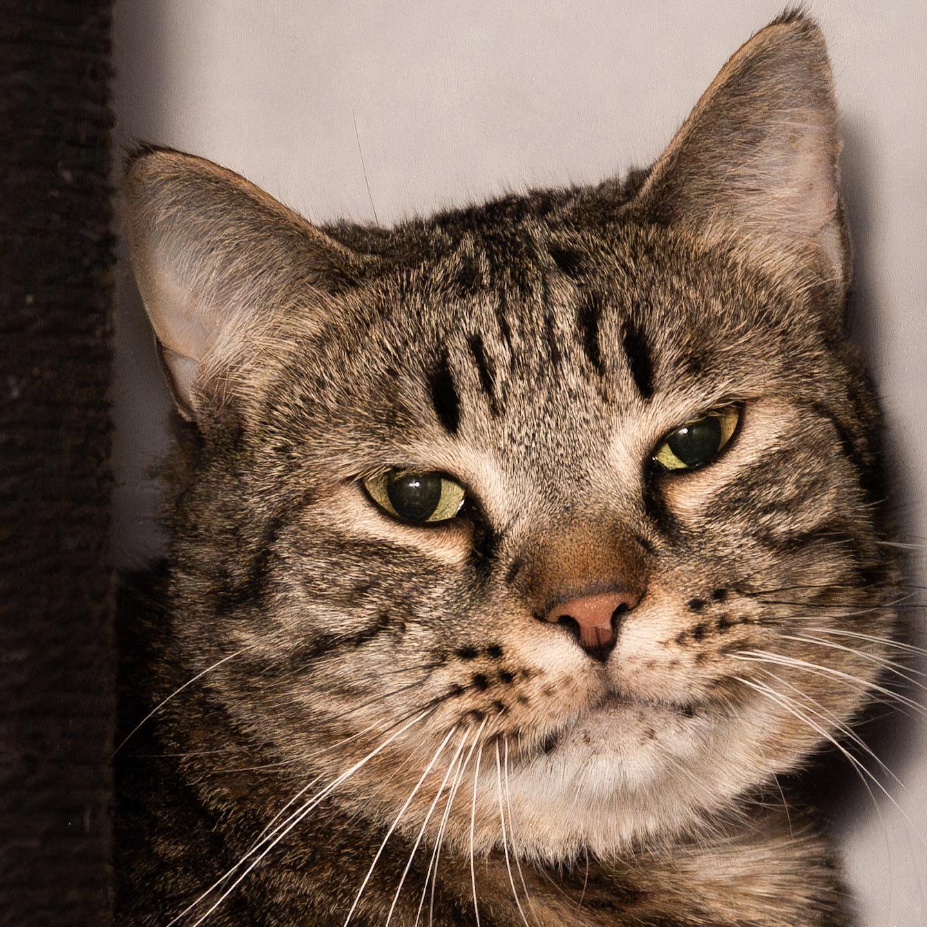 Enlarge Comet, a ADOPTABLE Domestic Short Hair in Victor, NY image 2/6