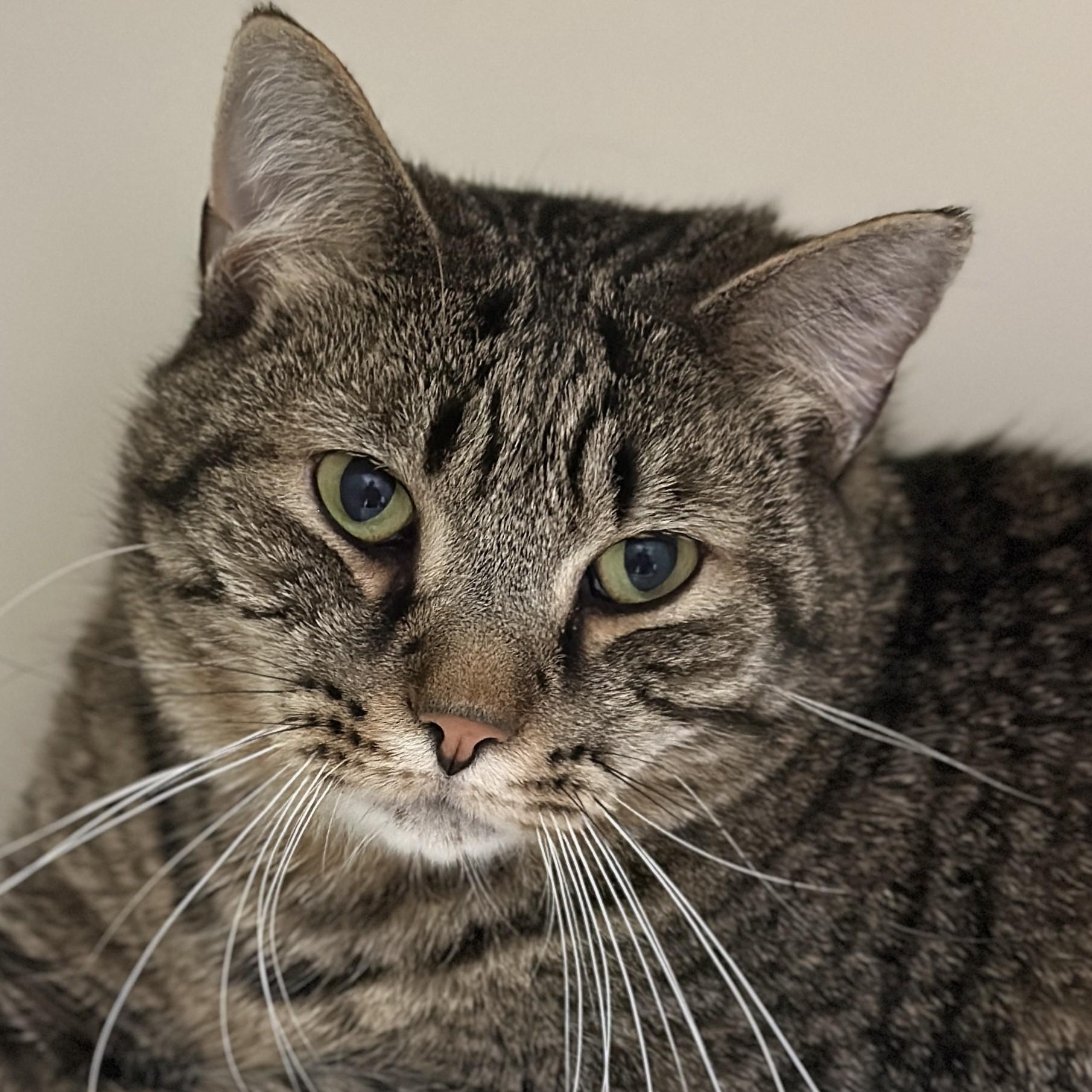 Enlarge Comet, a ADOPTABLE Domestic Short Hair in Victor, NY image 3/6