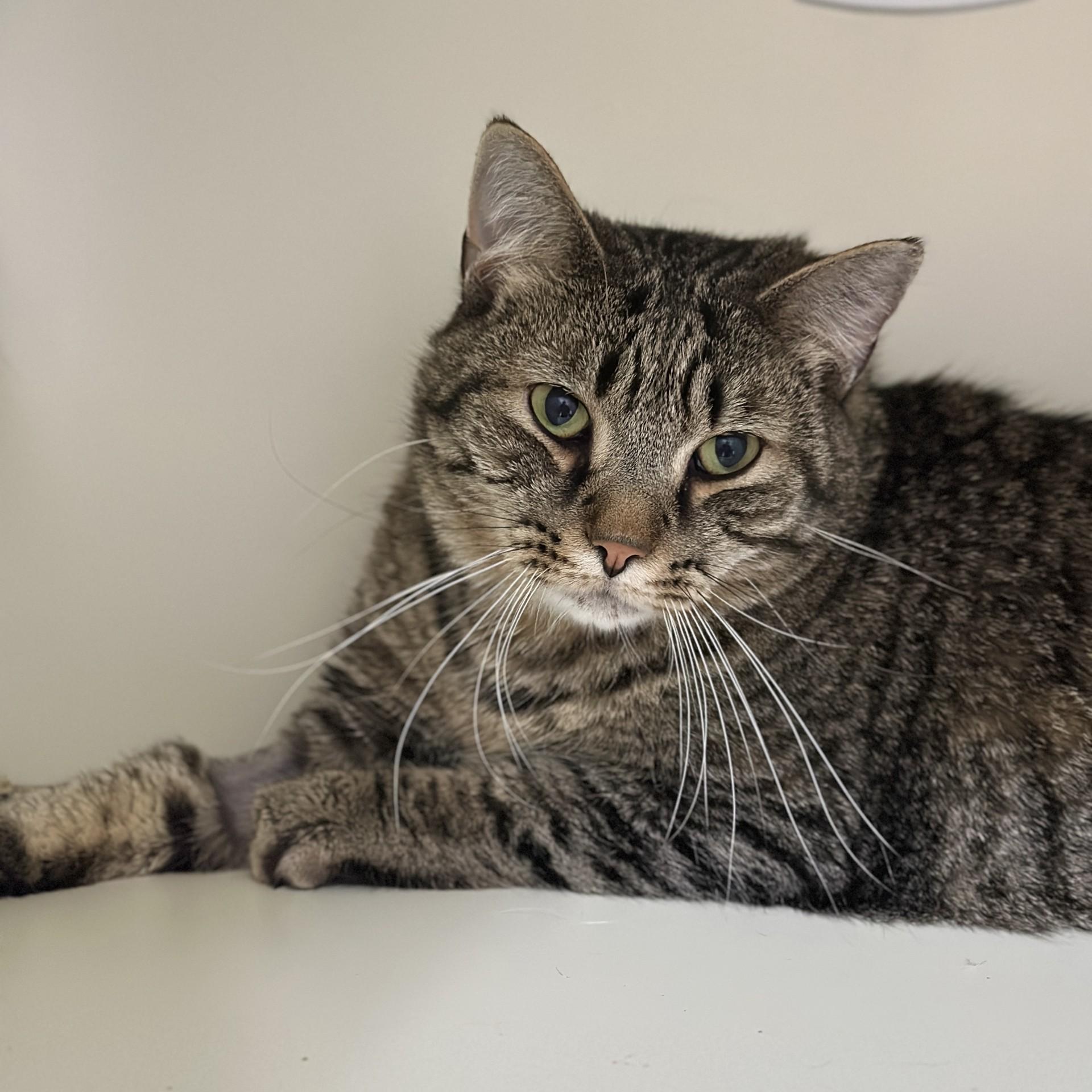 Enlarge Comet, a ADOPTABLE Domestic Short Hair in Victor, NY image 5/6