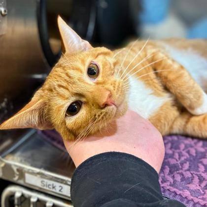 Purr-oni,, Adoptable, Adult Male Domestic Short Hair & Domestic Short Hair.