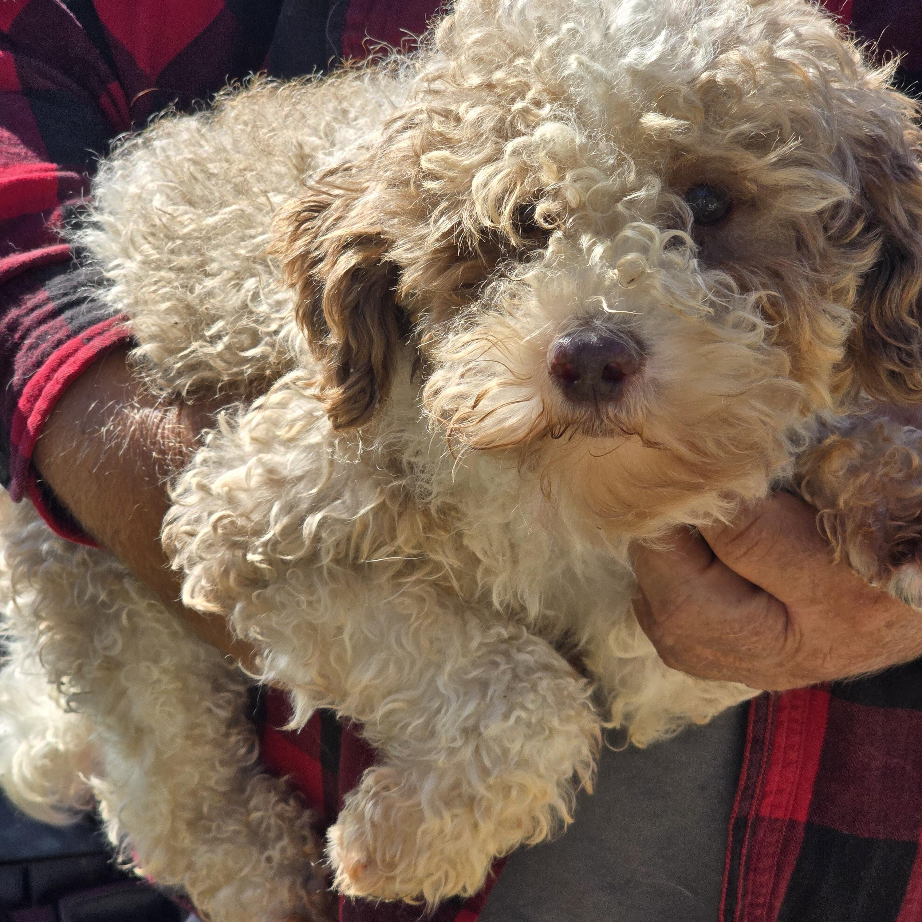 Tutti Fruity, Adoptable, Adult Male Cavapoo.