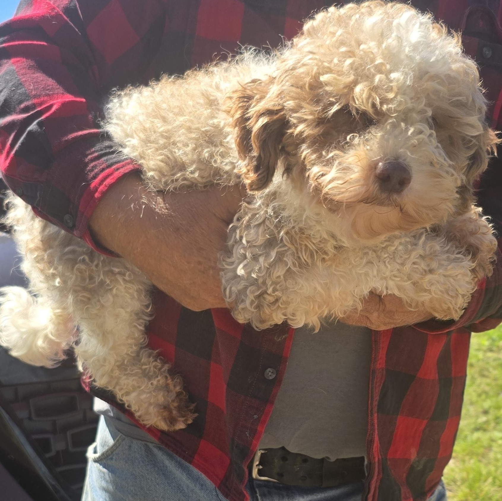 Enlarge Tutti Fruity, a Adoptable Cavapoo in Zaleski, OH image 2/2