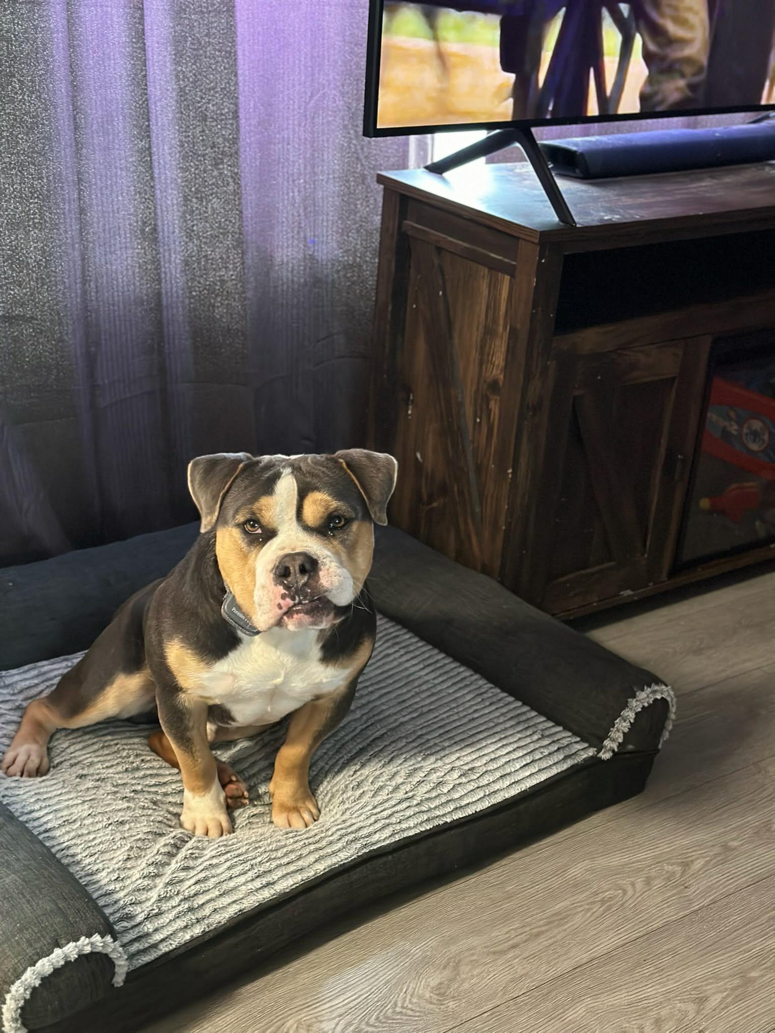 Enlarge Dozer, a ADOPTABLE English Bulldog in Shelton, WA image 1/3