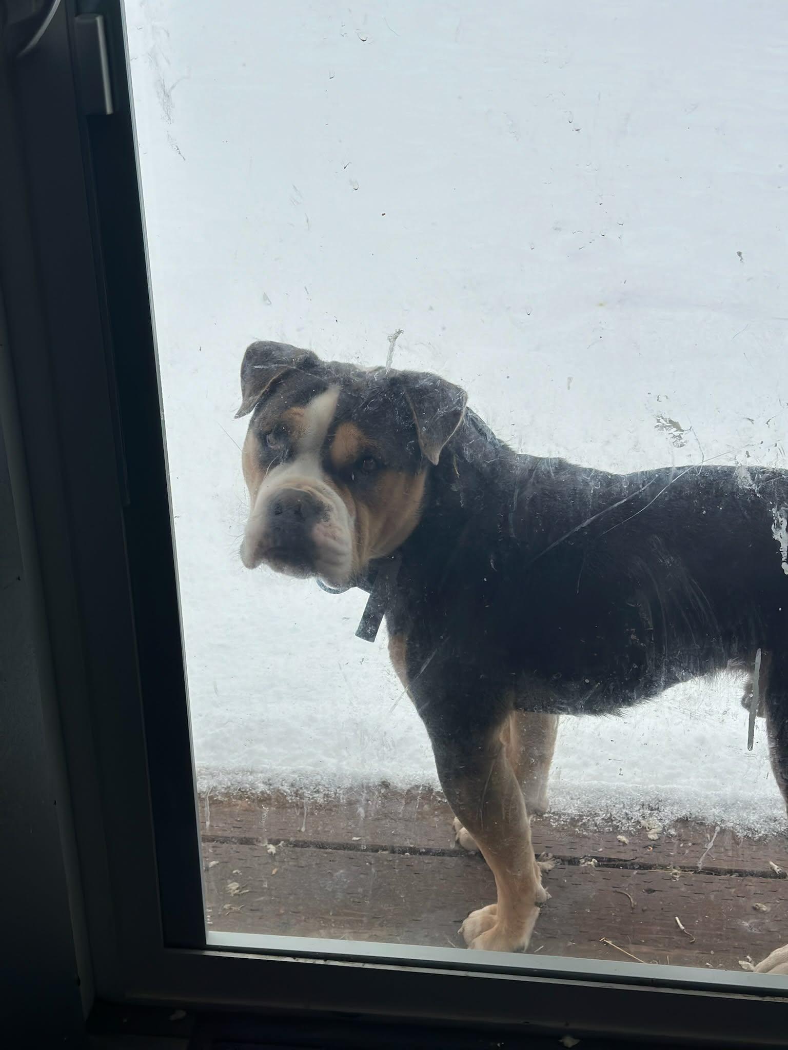 Enlarge Dozer, a ADOPTABLE English Bulldog in Shelton, WA image 3/3