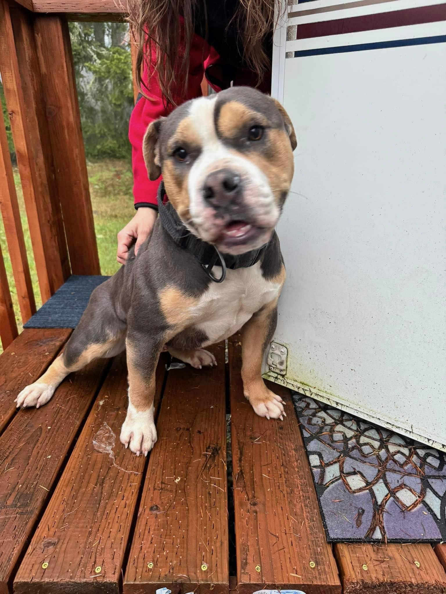 Enlarge Dozer, a ADOPTABLE English Bulldog in Shelton, WA image 2/3