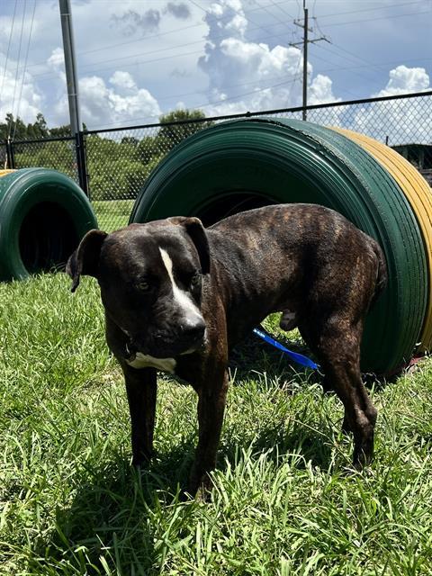 Enlarge TUCKER, a Adoptable mixed breed in Winter Haven, FL image 1/1