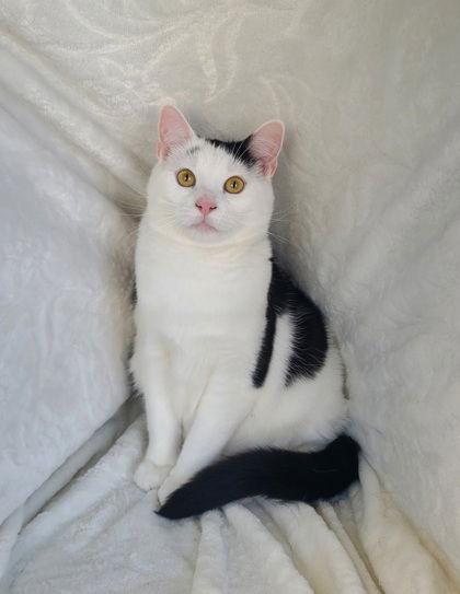 Enlarge 6689 (Gianna), a Adoptable Domestic Short Hair in Lake City, MI image 1/1