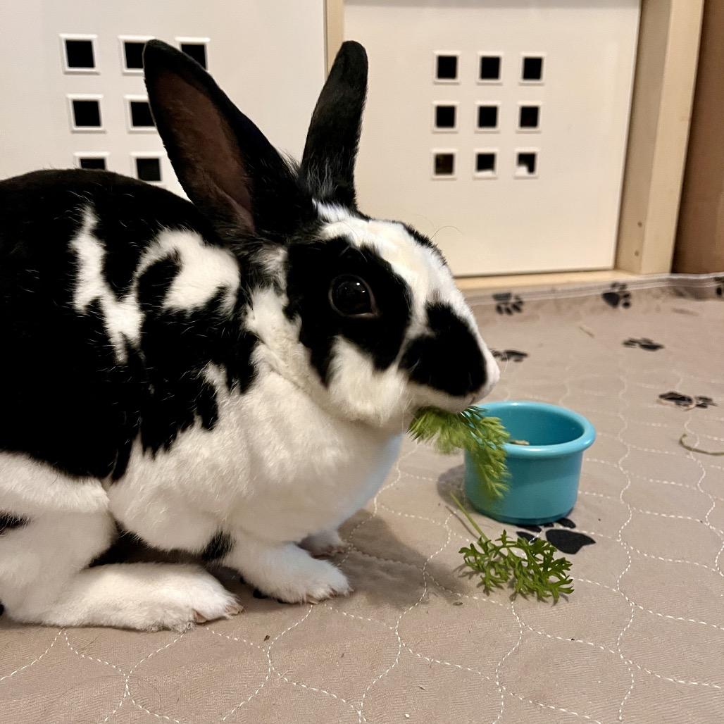 Marci, a Adoptable Mini Rex in Baltimore, MD image 1/6