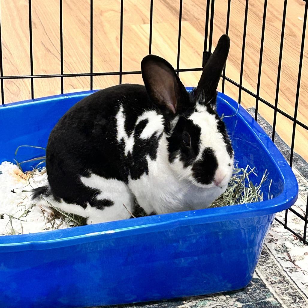 Marci, a Adoptable Mini Rex in Baltimore, MD image 2/6
