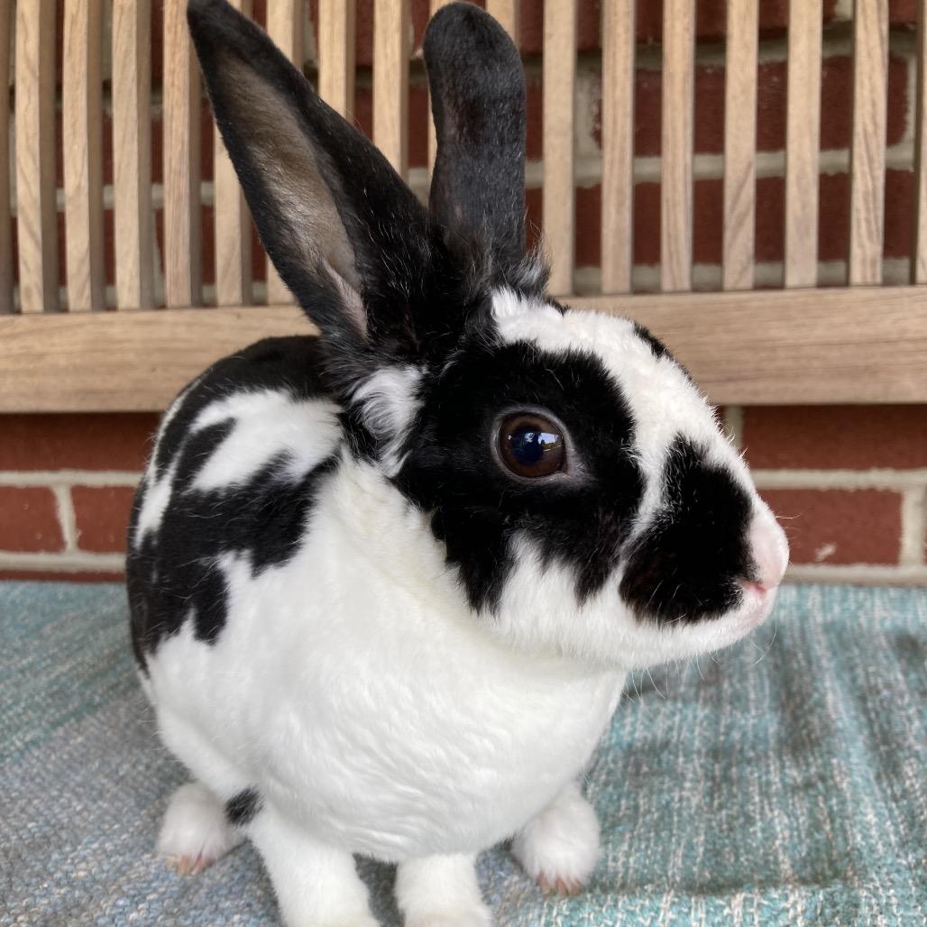 Marci, a Adoptable Mini Rex in Baltimore, MD image 5/6