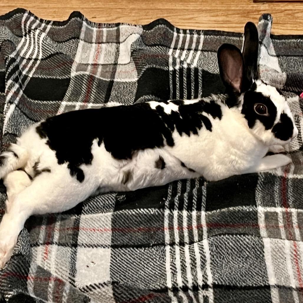 Marci, a Adoptable Mini Rex in Baltimore, MD image 4/6