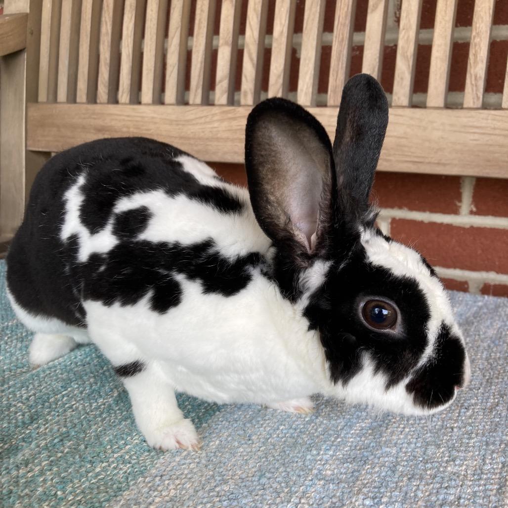 Marci, a Adoptable Mini Rex in Baltimore, MD image 5/6