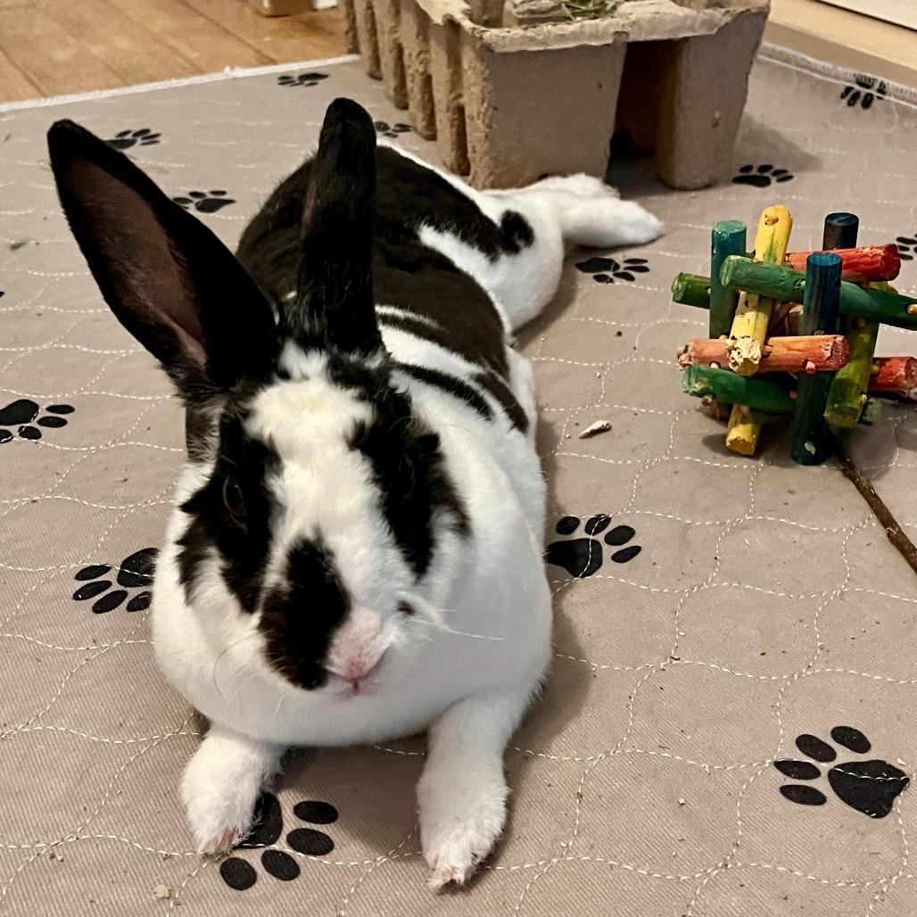 Marci, a Adoptable Mini Rex in Baltimore, MD image 6/6