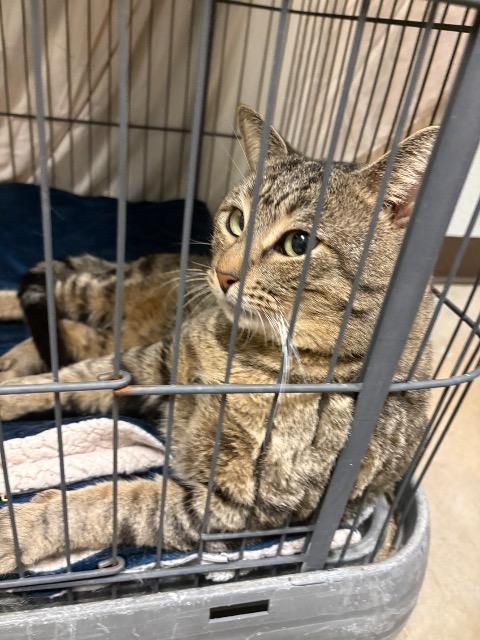 Rai (Stormi), Adoptable, Young Male Domestic Short Hair.