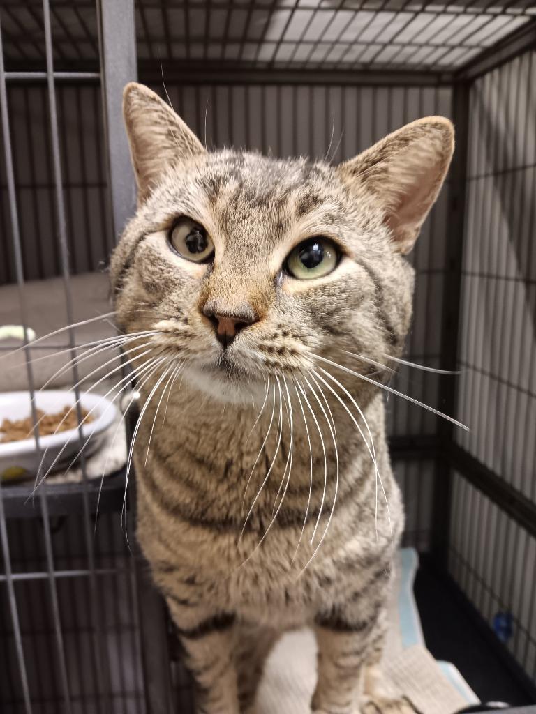 Enlarge Rai (Stormi), a Adoptable mixed breed in New Braunfels, TX image 1/2