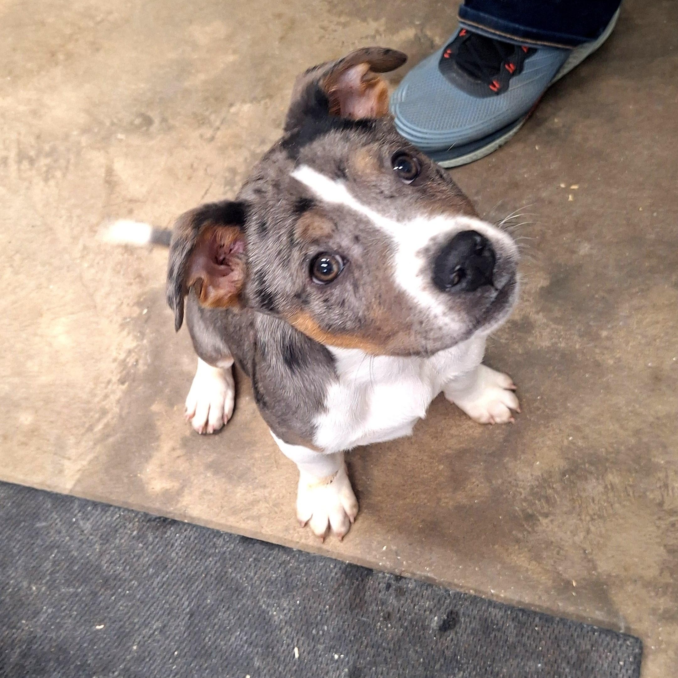 Beau, adopted, Young Male Catahoula Leopard Dog.