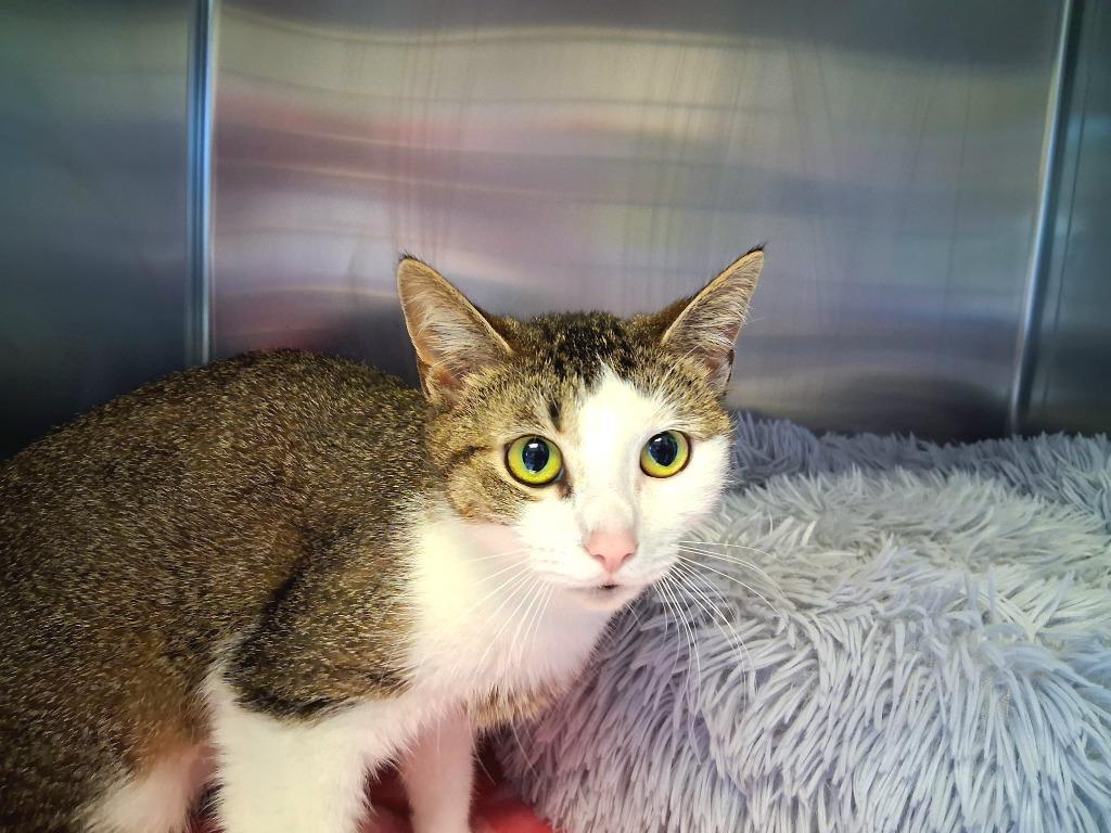 MOLLY, a Adoptable American Shorthair in Wintersville, OH image 1/4
