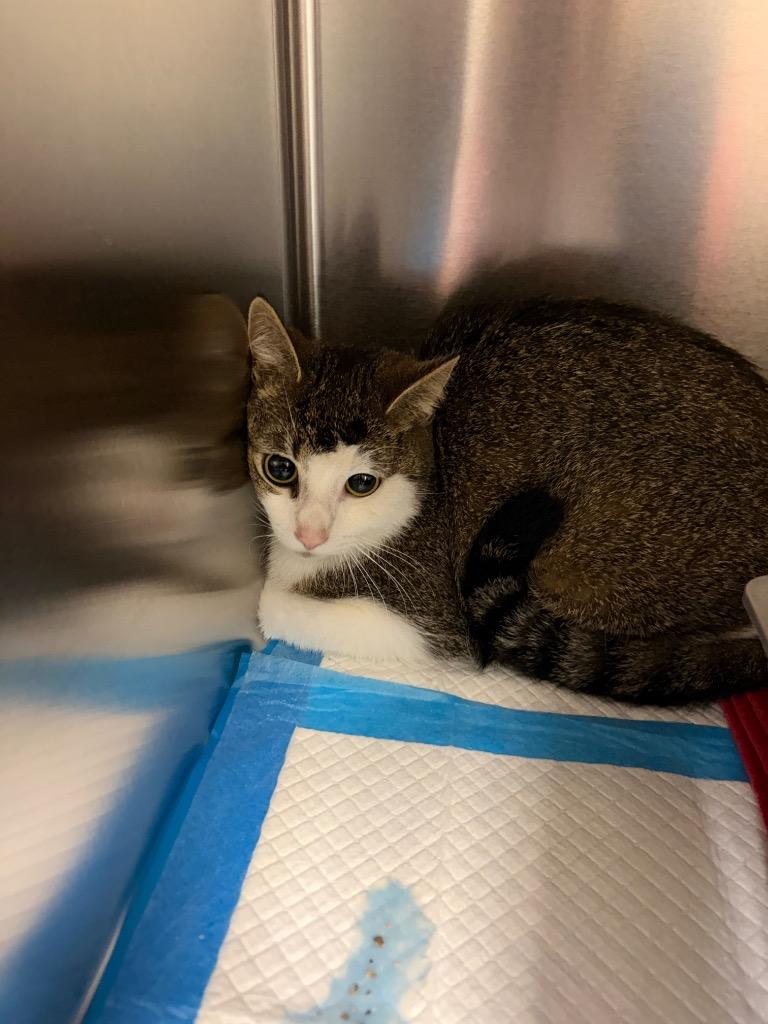 MOLLY, a Adoptable American Shorthair in Wintersville, OH image 2/4