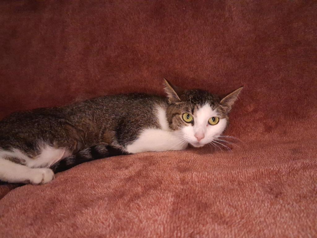MOLLY, a Adoptable American Shorthair in Wintersville, OH image 3/4