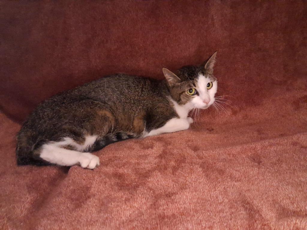 MOLLY, a Adoptable American Shorthair in Wintersville, OH image 4/4
