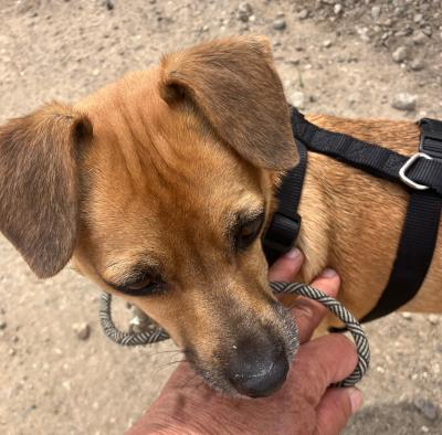 Enlarge Ransom, an adopted mixed breed in Santa Paula, CA image 1/1