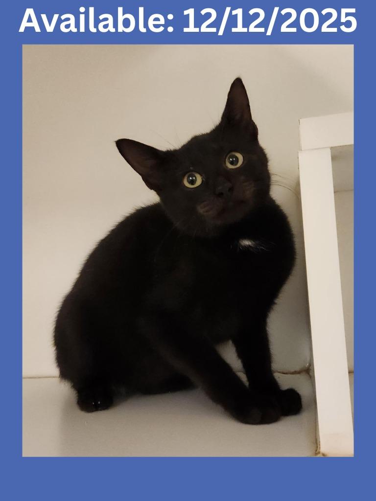 Cat Condo #24, Adoptable, Kitten Male Domestic Short Hair.