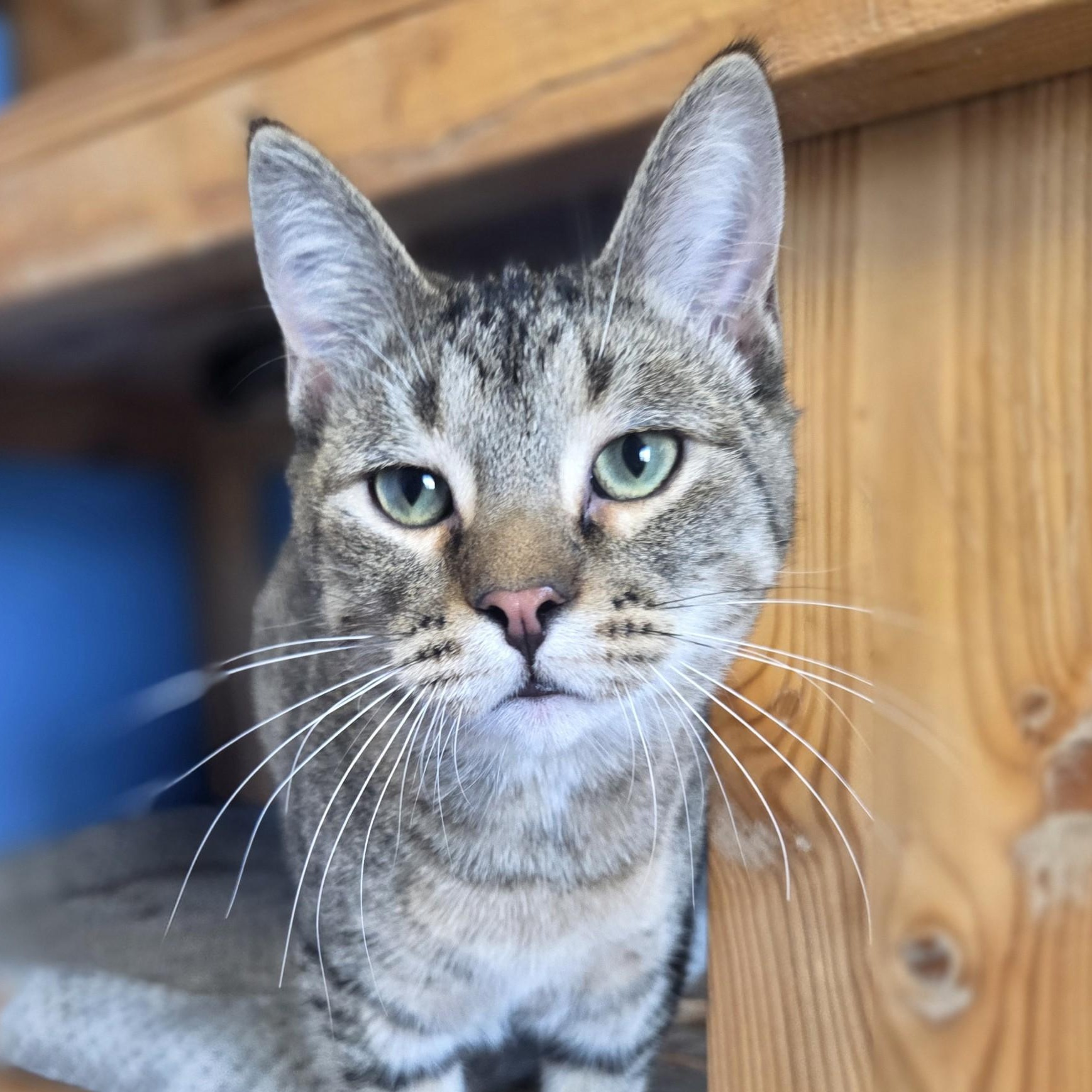 Enlarge Egg Salad Sandwich, an adopted Domestic Short Hair in Brookings, SD image 1/2