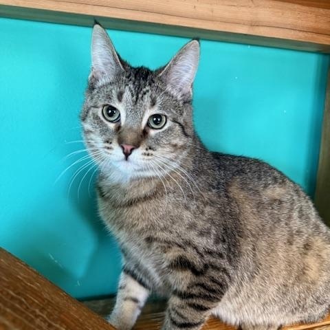 Enlarge Egg Salad Sandwich, an adoptable Domestic Short Hair in Brookings, SD image 1/1