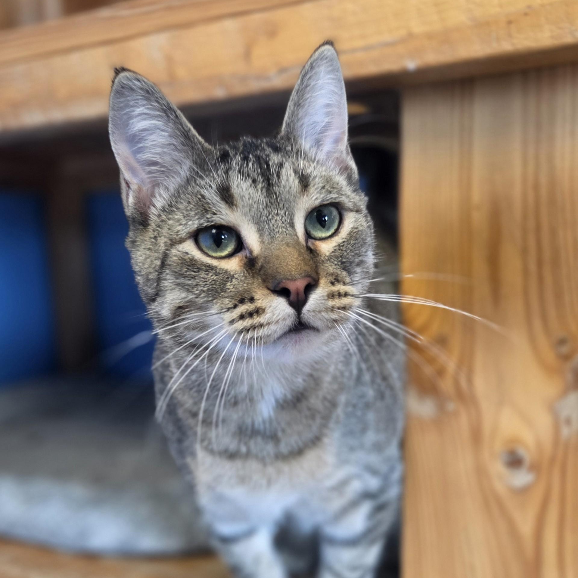 Enlarge Egg Salad Sandwich, an adopted Domestic Short Hair in Brookings, SD image 2/2