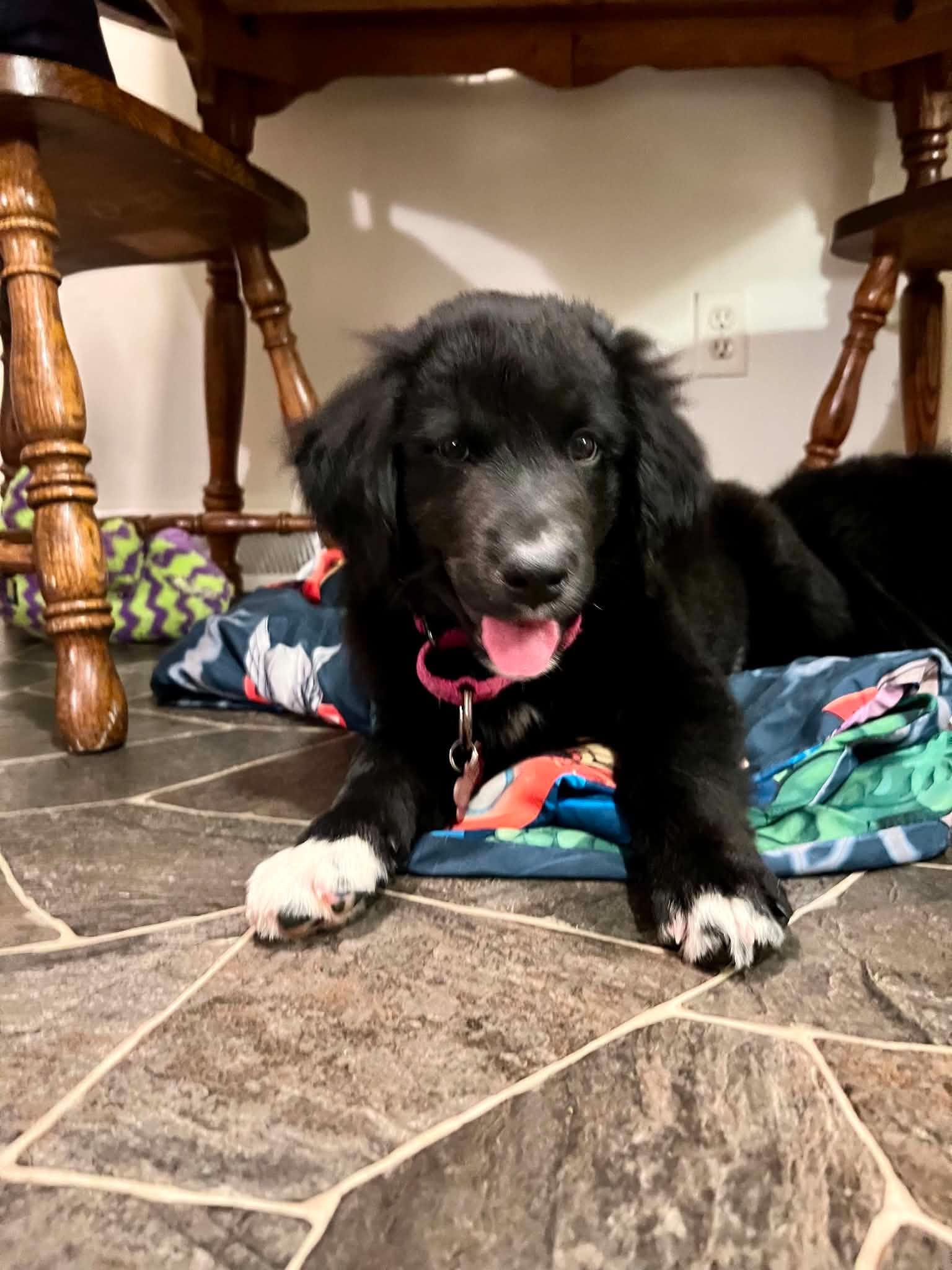 Jude, an adopted mixed breed in Des Moines, IA image 2/3