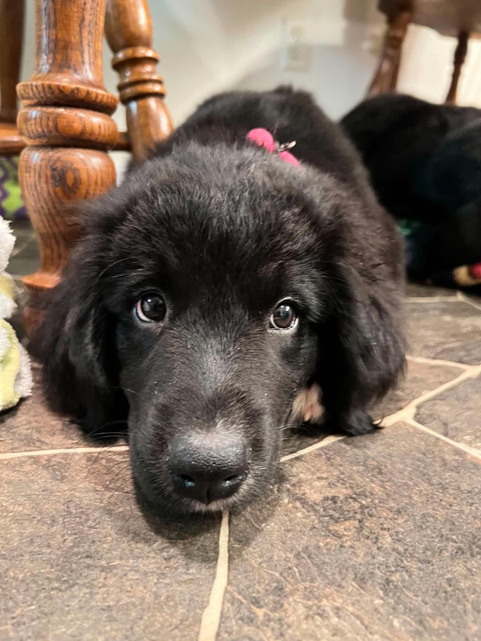 Jude, an adopted mixed breed in Des Moines, IA image 1/3