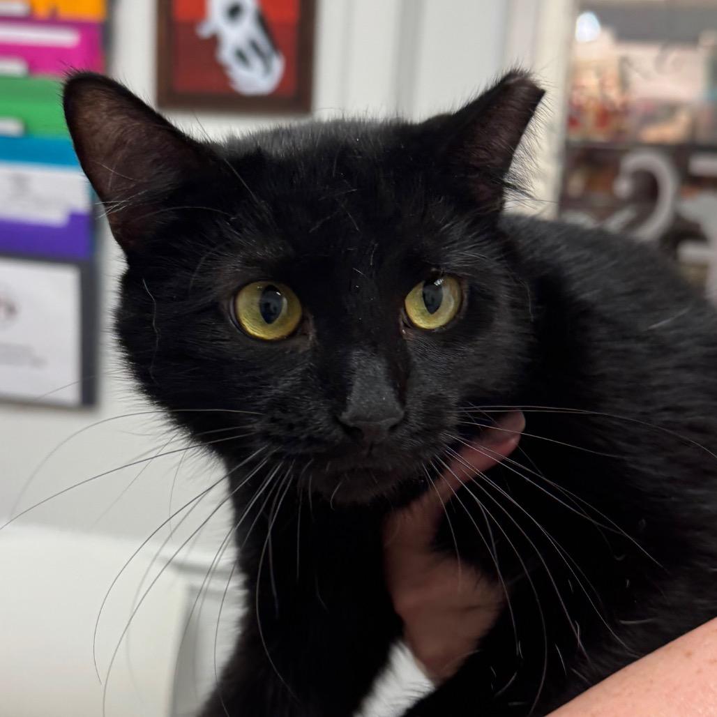 Enlarge Harriet, a Adoptable Domestic Short Hair in Peoria, IL image 1/1