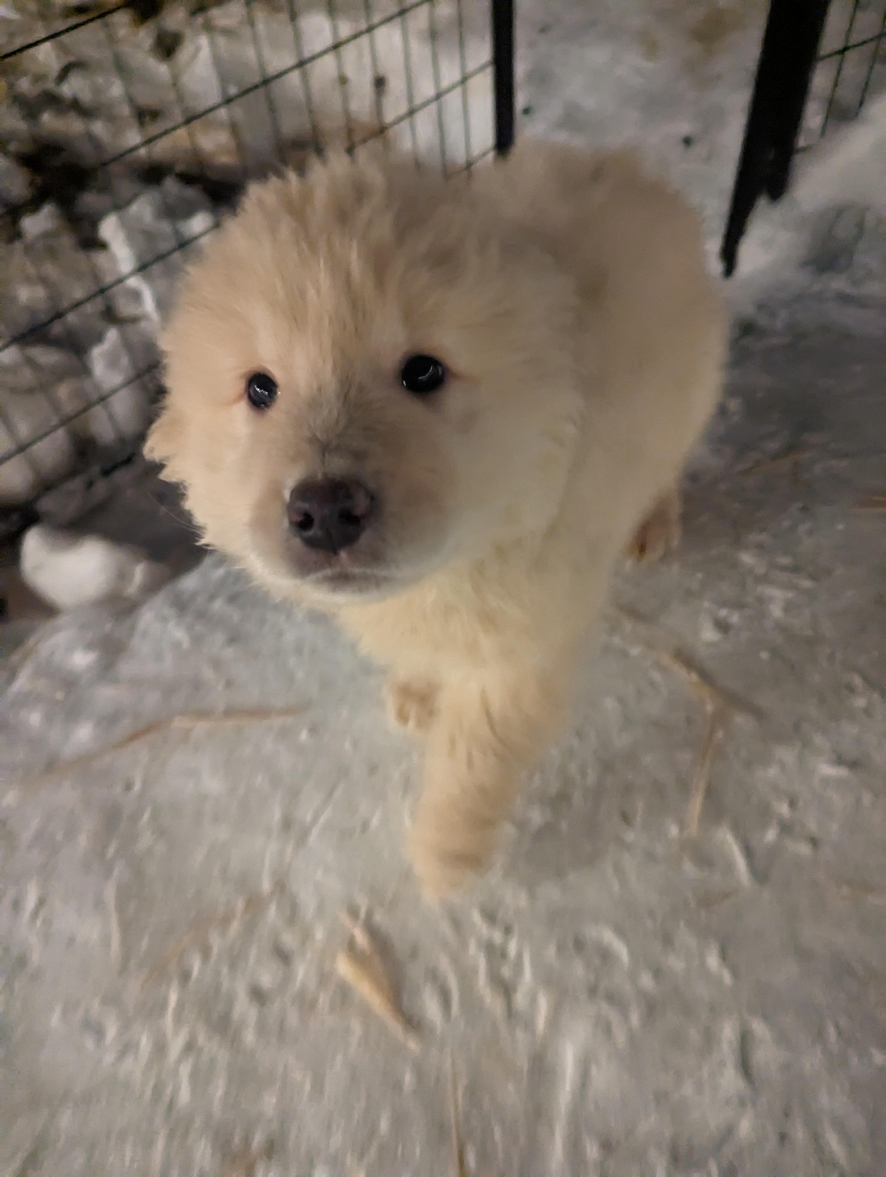 Otis, Adopted, Adult Male Great Pyrenees.