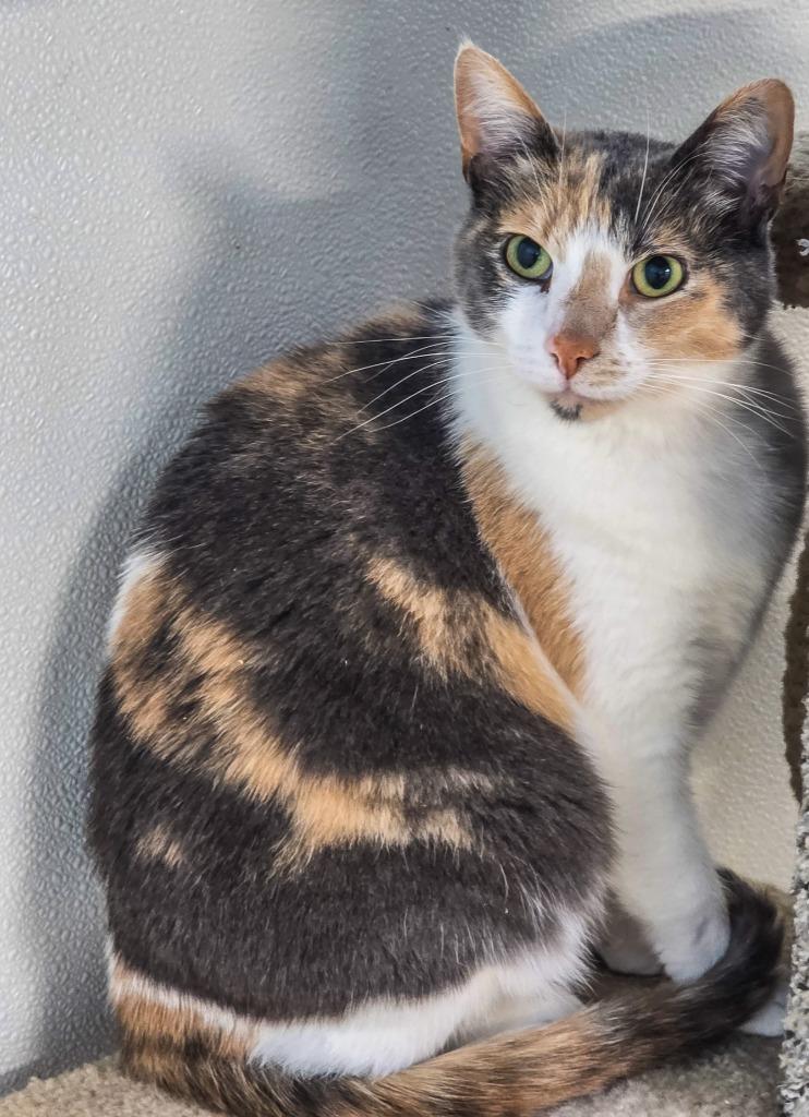 willow, Adoptable, Adult Female Domestic Short Hair.